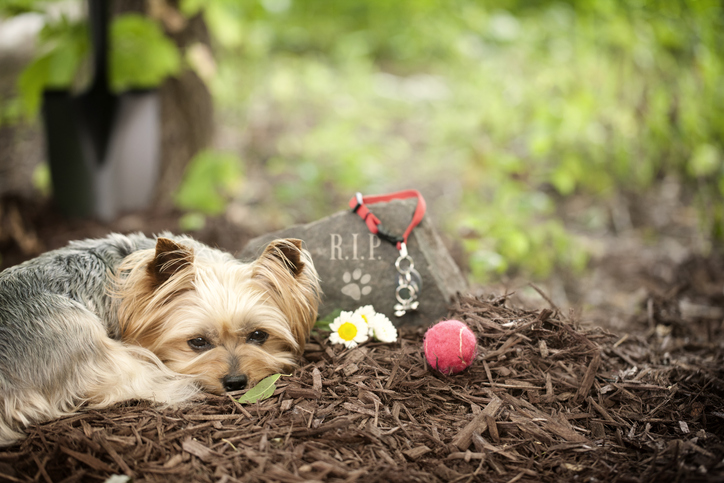 Pet Memorials A. Cozzi Monuments Watertown NY